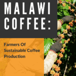 马拉维咖啡